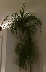 Graslelie stekken, Huis en Inrichting, Kamerplanten, Ophalen of Verzenden, Overige soorten, Halfschaduw, Minder dan 100 cm