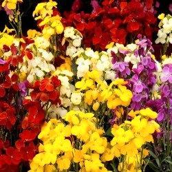 Vaste planten andere kleuren dan!, Tuin en Terras, Planten | Tuinplanten, Vaste plant, Overige soorten, Halfschaduw, Ophalen of Verzenden