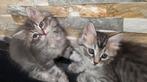 Siberische kittens (hypoallergeen), Meerdere dieren, Gechipt, 0 tot 2 jaar