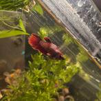 Beta kempvis te koop, Vis