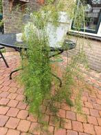 Asparagus sprengeri hangplant, Huis en Inrichting, Kamerplanten, Ophalen, Halfschaduw, Minder dan 100 cm