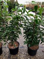 Portugese Laurier, Prunus 50-60 cm hoog NU € 6,25 p.st., Ophalen, Laurier, Haag, Minder dan 100 cm