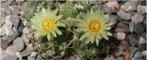 Cactus Coryphantha Pycnacantha var. Andreae, Huis en Inrichting, Kamerplanten, Cactus, Minder dan 100 cm, Ophalen of Verzenden