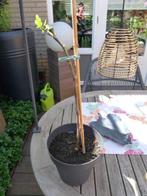vijgen stek / vijgenboom / vijgenstruik 60 cm, Ophalen, Minder dan 100 cm, Volle zon, In pot