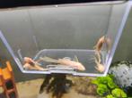 Ancistrus gold longfin, Vis, Zoetwatervis