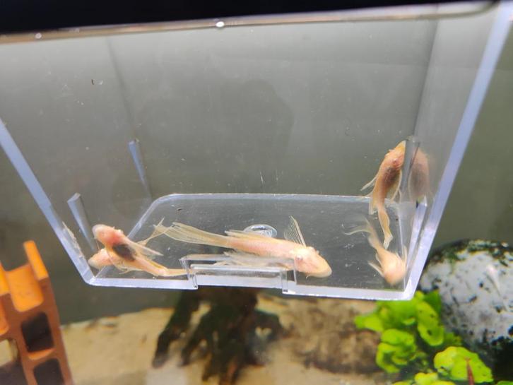 Ancistrus gold longfin, Dieren en Toebehoren, Vissen | Aquariumvissen, Zoetwatervis, Vis