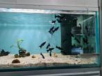 Black molly, Poecilia Spenops, Black mollie, Vis, Zoetwatervis