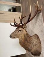 Edelhert shouldermount, Ophalen of Verzenden, Zo goed als nieuw, Hert, Opgezet dier