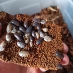 geleedpotigen ( pissebedden, tarantula, kakkerlakken), Dieren en Toebehoren, Insecten en Spinnen, Overige soorten