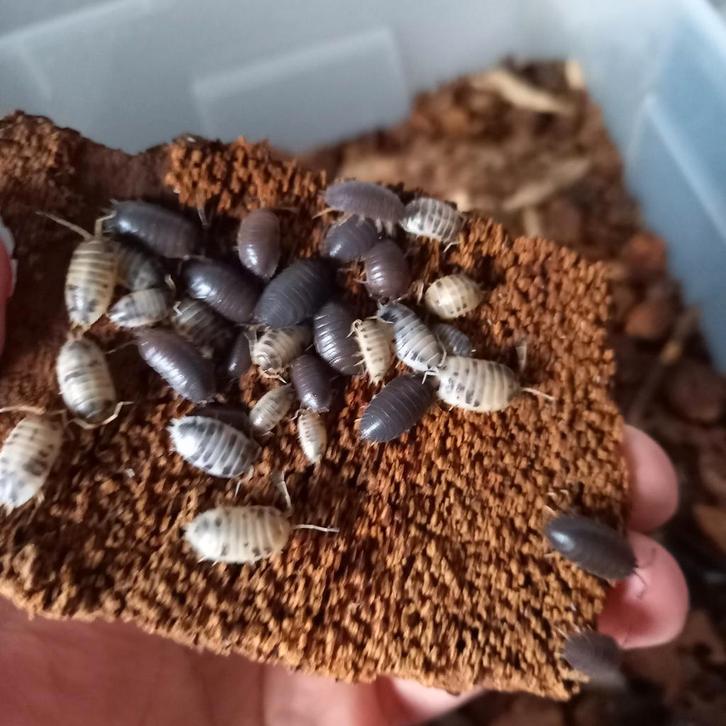 geleedpotigen ( pissebedden, tarantula, kakkerlakken), Dieren en Toebehoren, Insecten en Spinnen, Overige soorten