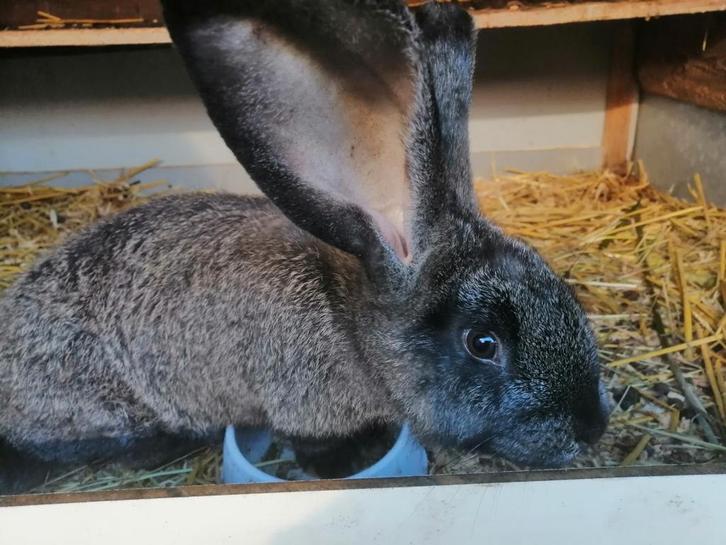 Rammetje kruising lotharinger x vlaamse reus, Dieren en Toebehoren, Konijnen, Groot, Mannelijk