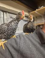 Lieve Haantjes, Dieren en Toebehoren, Pluimvee, Mannelijk, Kip