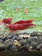 Orange Eyes *HIGH GRADE*  Red Demon neocaridina garnalen, Dieren en Toebehoren, Kreeft, Krab of Garnaal