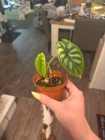 Alocasia mix te ruil beschikbaar voor biedingen