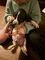 Dwerg teckel pup, Dieren en Toebehoren, Honden | Teckels en Dashonden, Reu, 8 tot 15 weken, Korthaar, Dwerg