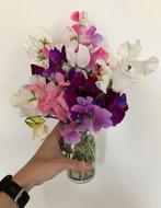 Lathyrus mix zaden, Ophalen of Verzenden, Volle zon