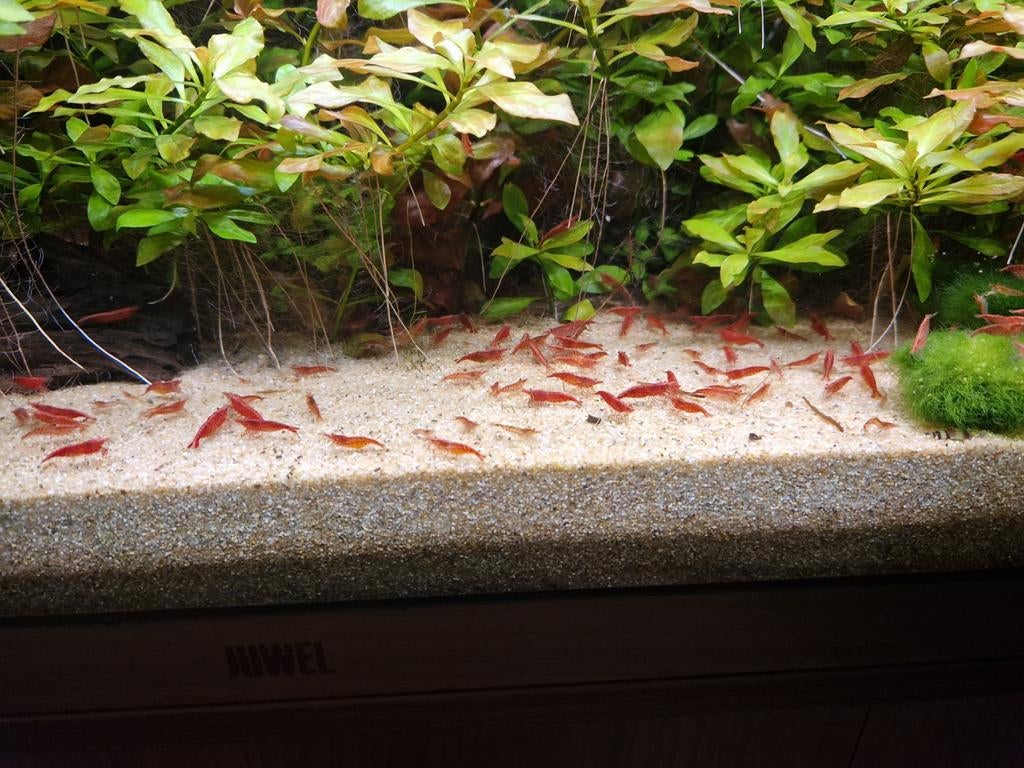 Vuurgarnalen, Dieren en Toebehoren, Vissen | Aquariumvissen, Kreeft, Krab of Garnaal