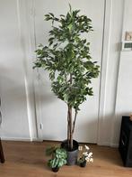 Ikea Fejka Weeping fig with 2 FREE tiny plants!, Binnen, Zo goed als nieuw, Ophalen