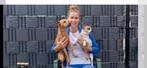 Betrouwbare/ervaren honden oppas aangeboden, Particuliere oppas