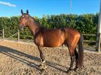 4j goedgekeurde hengst, Dieren en Toebehoren, Paarden, Springpaard, Gechipt, 3 tot 6 jaar, 165 tot 170 cm