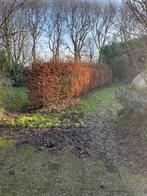 beukenhaag 2 meter hoog 17 meter lang, Tuin en Terras, Planten | Bomen, Ophalen, Bloeit niet, Halfschaduw, Overige soorten