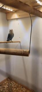 Tekoop leuk koppeltje agapornis roseicollis, Meerdere dieren