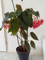 Begonia maculata 160 cm, Ophalen, Overige soorten, 150 tot 200 cm