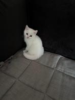 witte brist korthaar kittens, Kater