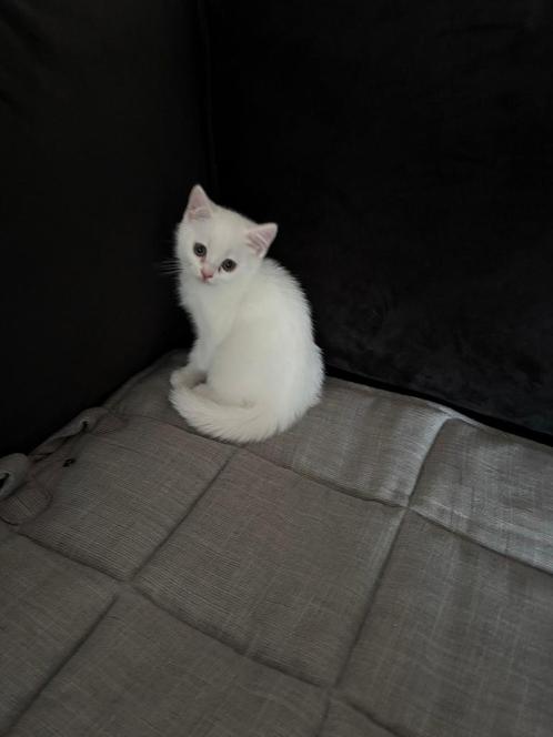 witte brist korthaar kittens, Dieren en Toebehoren, Katten en Kittens | Raskatten | Korthaar, Kater