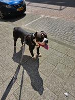 Ik ben tyson ik geboren in 19-04-2022 mijn vader is american, Dieren en Toebehoren, Honden | Bulldogs, Pinschers en Molossers