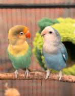 Agapornissen, Dieren en Toebehoren, Vogels | Parkieten en Papegaaien, Mannelijk, Dwergpapegaai of Agapornis