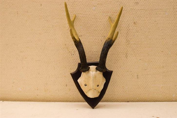 Gewei 39991, Verzamelen, Dierenverzamelingen, Gebruikt, Opgezet dier, Hert, Ophalen of Verzenden