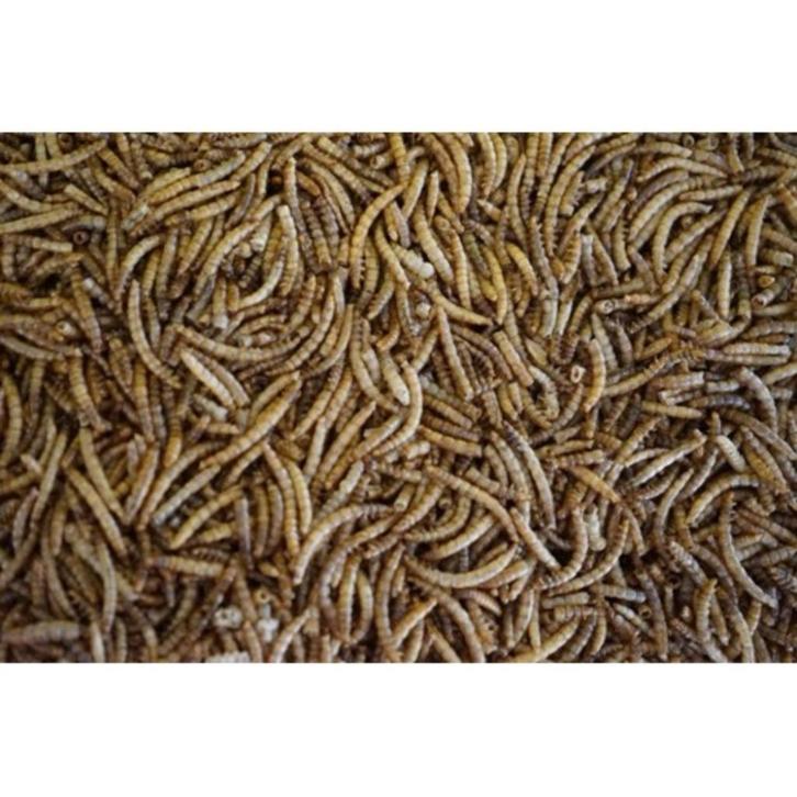 Meelwormen 5kg - Kippenvoer - Buitenvogelvoer, Dieren en Toebehoren, Dierenvoeding, Vogel, Ophalen of Verzenden