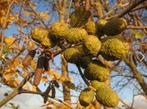 Zwarte elzen - Alnus glutinosa, Tuin en Terras, Planten | Bomen, Minder dan 100 cm, Zomer, Overige soorten, Volle zon