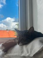 Kat zoekt een nieuw huisje, Dieren en Toebehoren, Kattenmanden, Ophalen