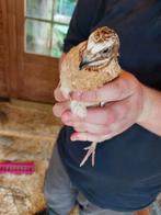 Japanse kwartels van 27 maart, Meerdere dieren, Overige soorten