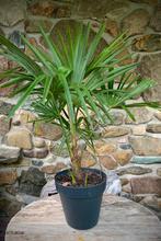 Palmboom , palmbomen , trachycarpus fortunei, Volle zon, Ophalen of Verzenden, Palmboom