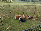 Cavia zeugje, Dieren en Toebehoren, Cavia, Augustus, Vrouwelijk, Tam