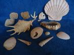 Natuurlijk gegroeide vintage  decoratieve schelpen + koraal, Verzamelen, Mineralen en Fossielen, Schelp(en), Ophalen of Verzenden