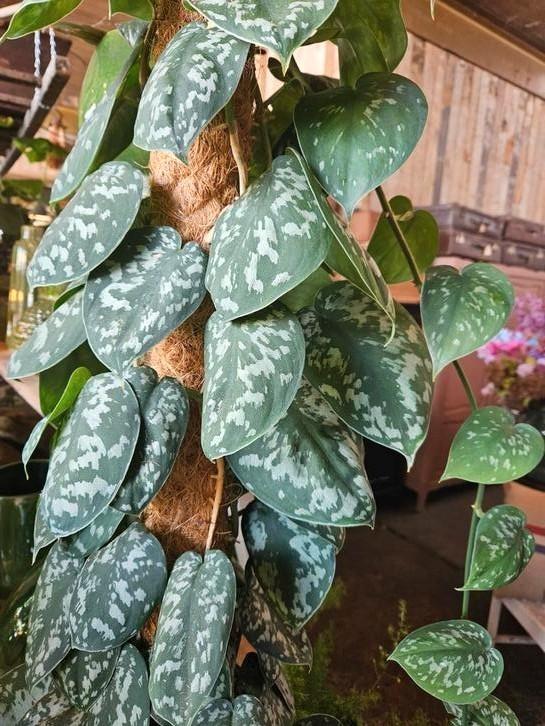 Scindapsus "WOONWINKEL RUSTIEK", Huis en Inrichting, Kamerplanten, Overige soorten, Ophalen