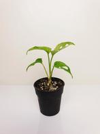 Monstera adansonii mint, zeldzaam monstera, kamerplantje, Overige soorten, In pot, Minder dan 100 cm, Groene kamerplant