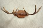 Taxidermie eland gewei, Ophalen, Gebruikt, Hert, Gewei of Kop