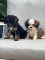 Havanezer pups, Dieren en Toebehoren, Honden | Chihuahua's en Gezelschapshonden, Rabiës (hondsdolheid), 8 tot 15 weken, Meerdere