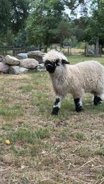 Walliser schwarznase ram en ooi, Dieren en Toebehoren, Meerdere dieren, Varken