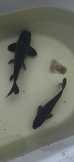 2 mooie schubkarpers, Dieren en Toebehoren, Vissen | Vijvervissen, Karper of Koi