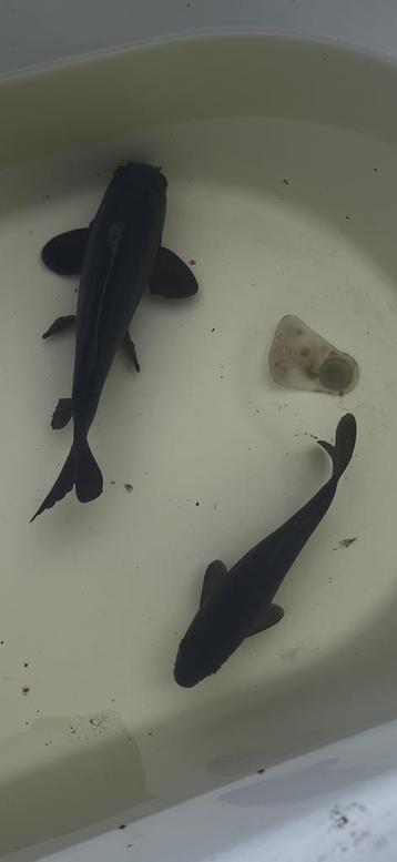 2 mooie schubkarpers beschikbaar voor biedingen