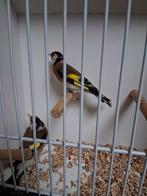Majoor putters, Dieren en Toebehoren, Vogels | Kanaries, Meerdere dieren, Bastaard
