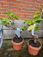 Bonsai Vitis druif 50-60cm hoog, Tuin en Terras, Planten | Tuinplanten, Halfschaduw, Zomer, Ophalen of Verzenden, Overige soorten