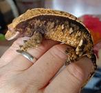 Wimpergekko vrouw, Dieren en Toebehoren, Reptielen en Amfibieën, Hagedis, 7 tot 10 jaar