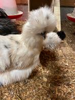 Hele mooie zijdehoenders, Vrouwelijk, Kip